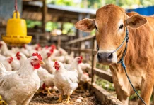 Produksi Ayam di Pesawaran Meningkat, Populasi Sapi Cenderung Stabil