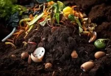 Cara Membuat Kompos Rumahan dari Sisa Dapur untuk Menyuburkan Tanaman
