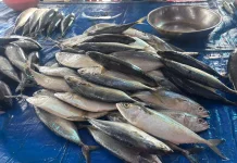 Manfaat Ikan Kembung Sumber Gizi Tinggi