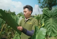 Talas Pratama, Peluang Bisnis Muda Menjanjikan