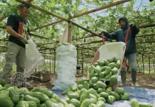 Petani Kopeng Sukses Budidaya Labu Siam Aligator