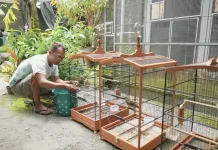 Tekun Berternak Burung, Raih Ekonomi Berkah