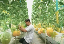 Greenhouse, Hotel Bintang Lima bagi Tanaman