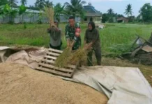 Babinsa Rajabasa Nunyai Turun ke Sawah, Bantu Petani Panen Padi
