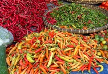 Harga Hortikultura Bergejolak, NTP Lampung Maret 2026 Turun 1,49 Persen