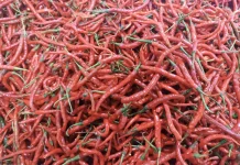 Harga Cabai di Pasar Gintung Lebih Terjangkau Pasca Lebaran