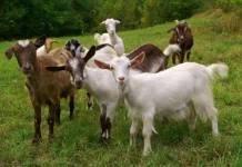 Suasana jelang Idul Adha Mulai Terasa di Lapak Hewan Qurban Ambon
