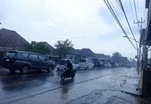Pohon Tumbang Picu Kemacetan Panjang di Jalan Raya Negeri Sakti Pesawaran