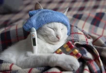 Kenali sejak Dini, Ini Ciri-Ciri Kucing Peliharaan Sedang Sakit