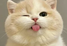 Kucing Sering Menjulurkan Lidah, Normal atau Tanda Sakit? Ini Penjelasannya