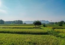 Kementerian ATR/BPN Dukung Swasembada Pangan lewat Penguatan Kebijakan