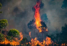 Antisipasi Karhutla, BPBD Lampung Gandeng Sumsel Siagakan Water Bombing