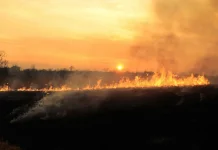 Antisipasi Karhutla, Pemprov Lampung Larang Pembakaran Lahan saat El Nino