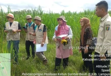Dinas Peternakan Lampung Dampingi Penilaian KSB Pakchong di Lampung Selatan