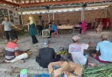 Penilaian KSB di Lampung Selatan Pastikan Produksi Benih Sesuai Standar