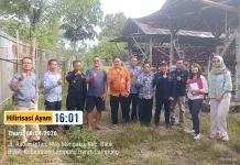 Program Hilirisasi Ayam di Lampung Tingkatkan Serapan Komoditas Peternakan