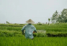 Jaga Produksi Padi, Wagub Jihan Nurlela Instruksikan Percepatan Tanam