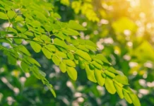 Daun Kelor, Tanaman Tropis yang Disebut juga Sebagai Superfood