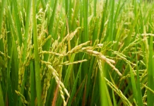 Mitigasi El Nino Jadi Penentu Ketahanan Pangan Nasional