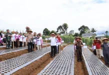 Lampung Barat Mulai Kembangkan Penanaman Bawang Putih