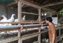 Anak Hakim Tipikor Asal Lampung Buat Inovasi Ayam Varietas AK-79