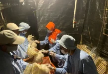 Uji Pullorum Jadi Tahapan Sertifikasi, Japfa Gisting Perkuat Jaminan Mutu Unggas