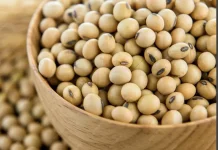 Kedelai, Sumber Protein Nabati dengan Segudang Manfaat