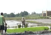 Cegah Gagal Panen, DKPTPH Lampung Perkuat Pengendalian Organisme Hama Tanaman