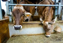 Cegah PMK, Disnakkeswan Lampung Minta Feedloter Lakukan Ring Vaksinasi