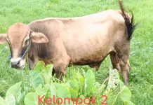 Panitia Qurban Masjid Al-Muhajirin 1447 H/2026 M Buka Pendaftaran Shahibul Qurban