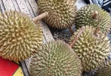 Durian Si Raja Buah: Filosofi dan Manfaatnya