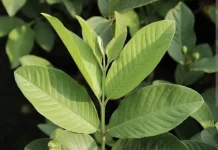 Manfaat daun jambu biji bagi kesehatan