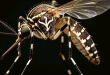 Demam Berdarah Dengue, Kenali, Cegah, dan Atasi Bersama