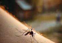 Eliminasi Malaria, Langkah Bersama menuju Wilayah Bebas Penyakit