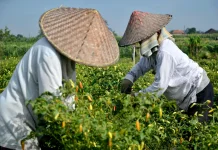 NTP Lampung April 2026 Turun 0,80 Persen, Hortikultura Jadi Penekan
