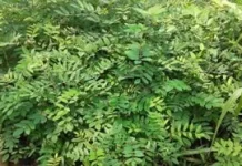 Mengenal Indigofera Zollingeriana, Tanaman Pakan Kaya Protein