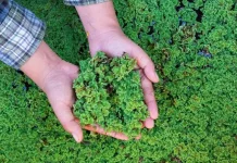 Azolla, Paku Air Bernutrisi Tinggi yang Dimanfaatkan sebagai Pakan Organik
