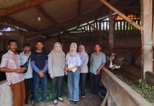 Pola Bagi Hasil 80% untuk Peternak Ditawarkan dalam Program Kemitraan Sapi BX