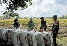 Hingga Mei 2026, BULOG Lampung Serap 369 Ribu Ton Gabah