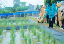PKK Pusat Tekankan Pentingnya Produktivitas Lansia di Lampung