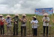 Kapolres Mesuji Dorong Swasembada Jagung Tahun 2026