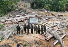 Illegal Logging Jadi Ancaman Serius Kelestarian Hutan Lampung