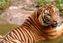 Harimau Sumatra Dipantau Ketat Demi Cegah Kepunahan Satwa