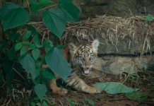 KSDAE: Ancaman Jerat Liar Masih Membahayakan Harimau Sumatera