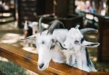 Kriteria Kambing yang Cocok untuk Kurban Idul Adha