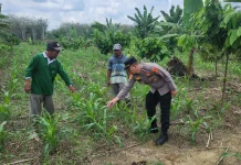 Polisi Mesuji Timur Pantau Penanaman Bibit Jagung