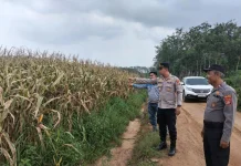 Polres Mesuji Kawal Program Ketahanan Pangan Jagung