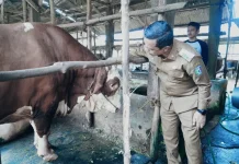 Bupati Pringsewu Terima Sapi Bantuan Presiden untuk Iduladha 1447 H