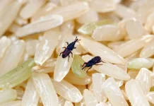 Cara Menyimpan Beras agar Bebas Kutu