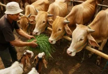 Satu Hari jelang Idul Adha Disnakeswan Gencar Melakukan Pemantauan Hewan Kurban
